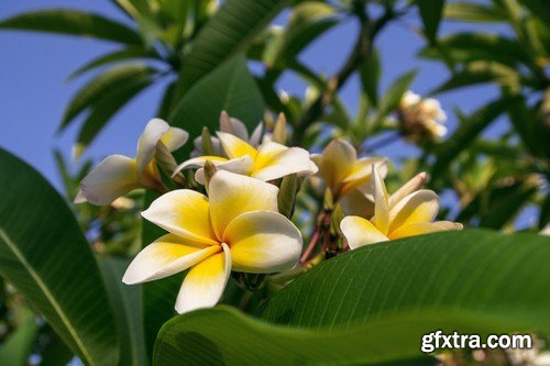 Backgrounds tropical flowers - 6 UHQ JPEG