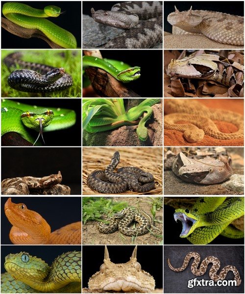 Collection of Viper snake reptile 25 HQ Jpeg