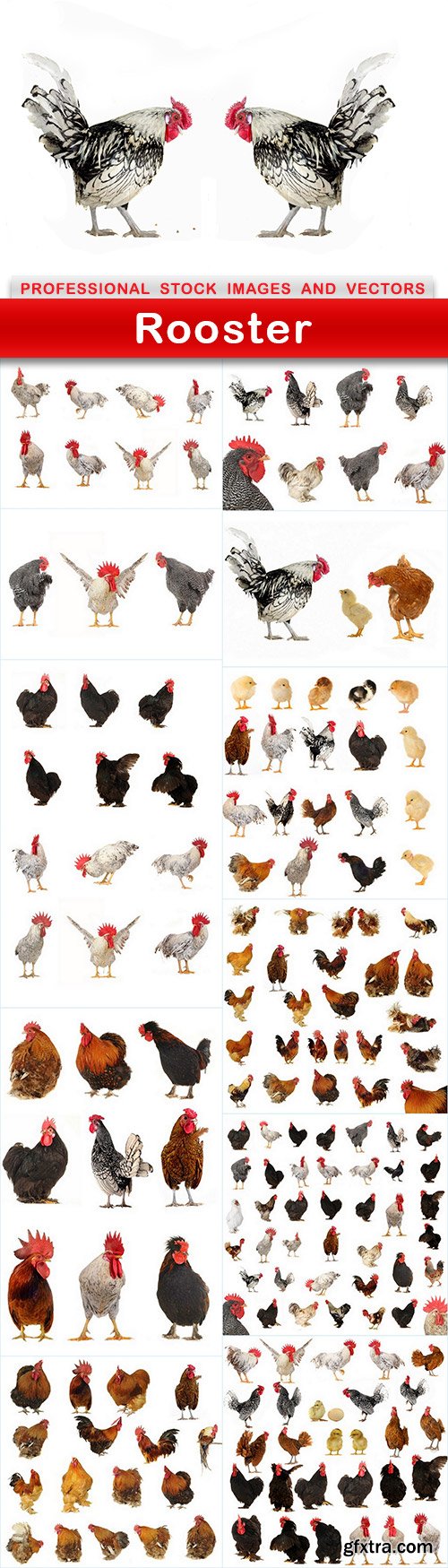 Rooster - 12 UHQ JPEG