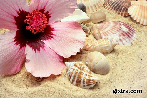 Backgrounds seashells - 8 UHQ JPEG