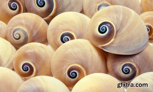 Backgrounds seashells - 8 UHQ JPEG