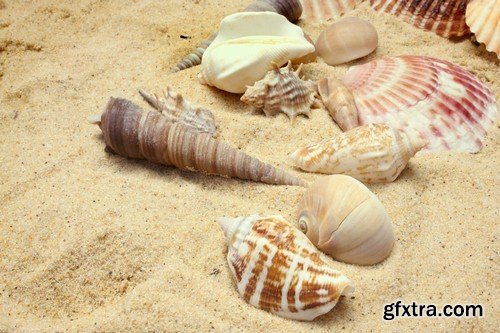 Backgrounds seashells - 8 UHQ JPEG