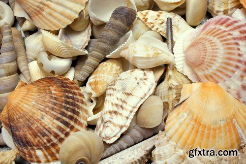 Backgrounds seashells - 8 UHQ JPEG