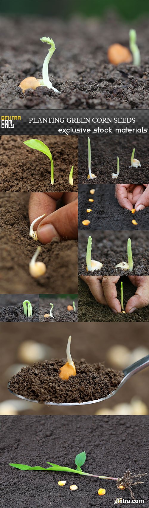 Planting green corn seeds, 10 x UHQ JPEG