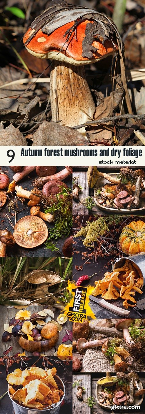 Autumn forest mushrooms and dry foliage