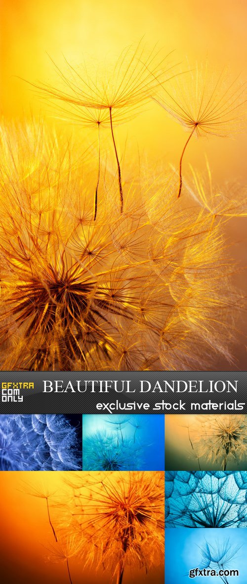 Beautiful Dandelion - 7 UHQ JPEG