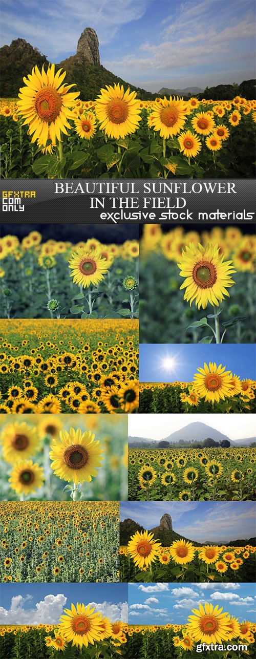 Beautiful sunflower in the field, 10 x UHQ JPEG