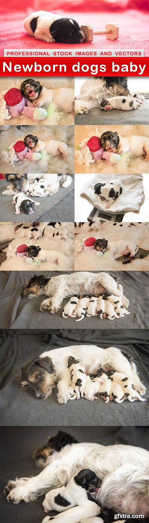 Newborn dogs baby - 12 UHQ JPEG