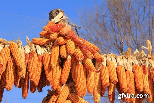 Collection of the harvest field agriculture vegetables fruits agriculturist autumn 25 HQ Jpeg