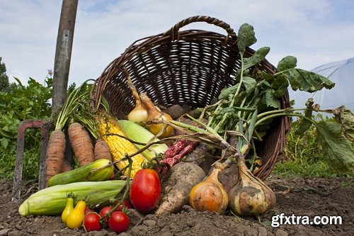 Collection of the harvest field agriculture vegetables fruits agriculturist autumn 25 HQ Jpeg