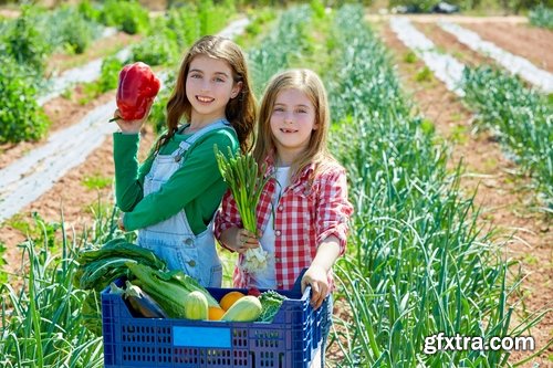 Collection of the harvest field agriculture vegetables fruits agriculturist autumn 25 HQ Jpeg