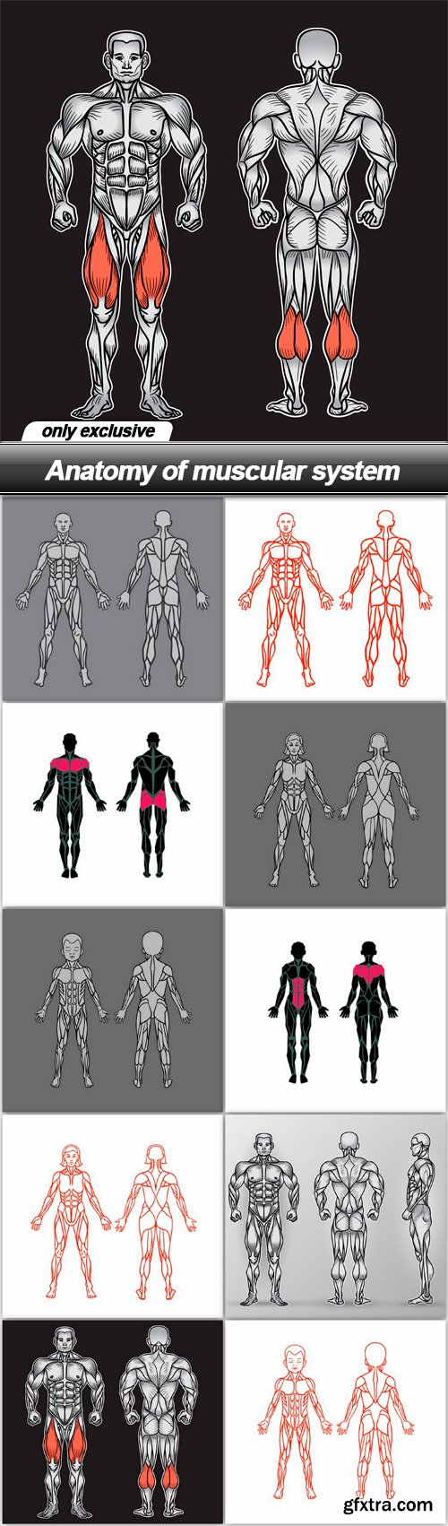 Anatomy of muscular system - 10 EPS