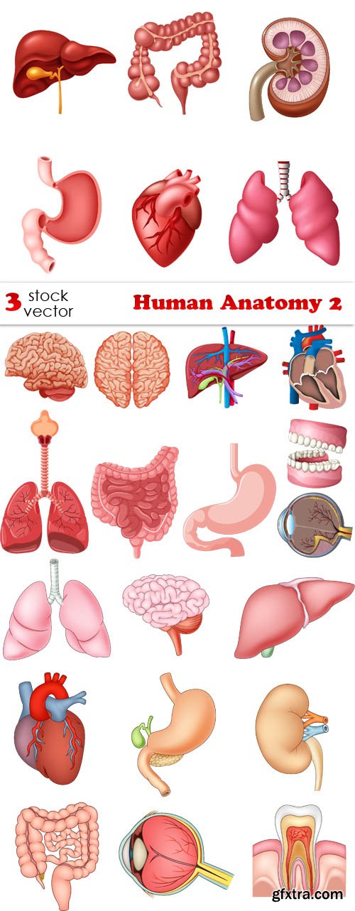 Vectors - Human Anatomy 2