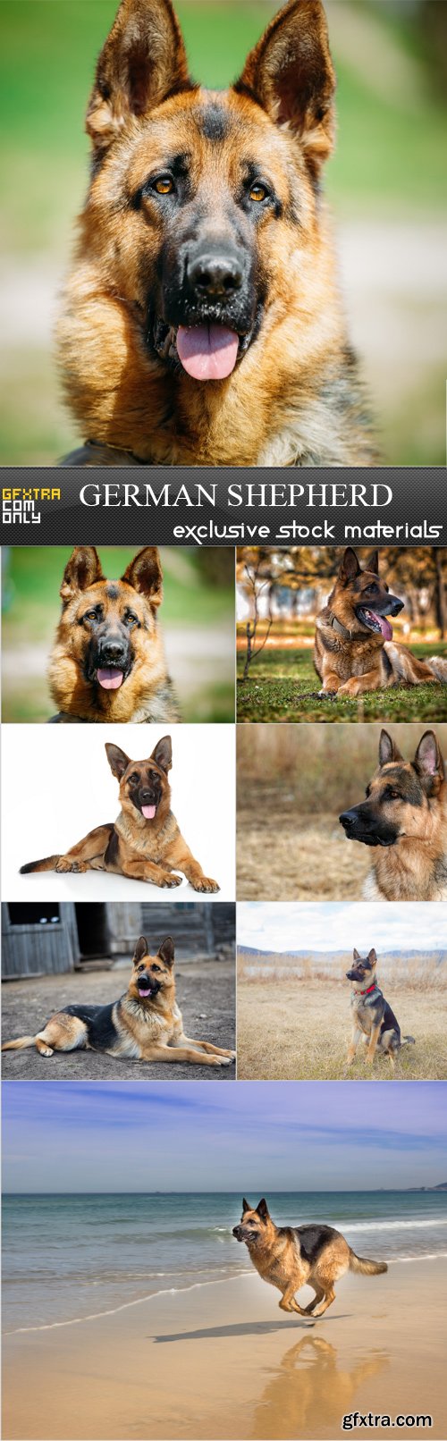 German Shepherd - 7 JPRGs