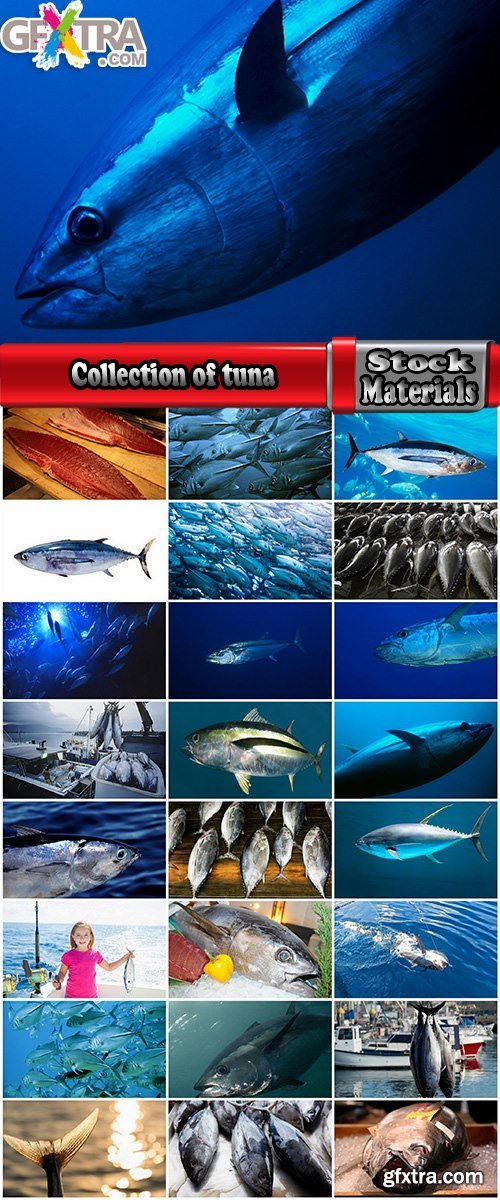 Collection of tuna raw fish catch production of red meat 25 HQ Jpeg