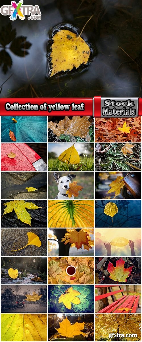 Collection of yellow leaf close-up image background is rain forest nature landscape 25 HQ Jpeg