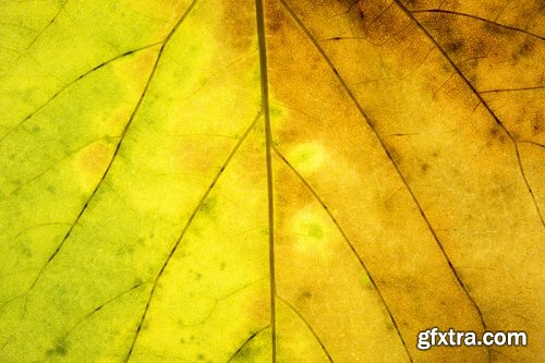 Collection of yellow leaf close-up image background is rain forest nature landscape 25 HQ Jpeg