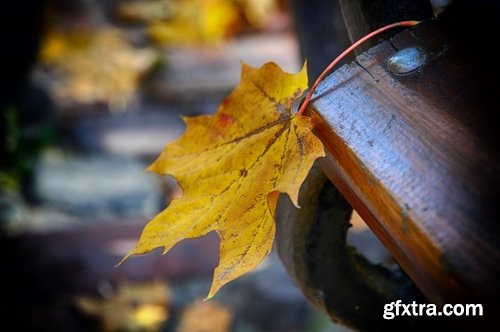 Collection of yellow leaf close-up image background is rain forest nature landscape 25 HQ Jpeg