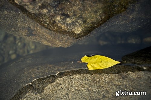 Collection of yellow leaf close-up image background is rain forest nature landscape 25 HQ Jpeg