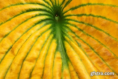 Collection of yellow leaf close-up image background is rain forest nature landscape 25 HQ Jpeg