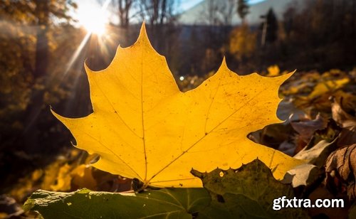 Collection of yellow leaf close-up image background is rain forest nature landscape 25 HQ Jpeg