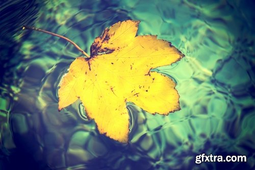 Collection of yellow leaf close-up image background is rain forest nature landscape 25 HQ Jpeg