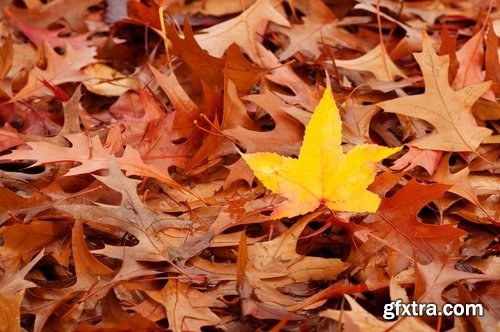 Collection of yellow leaf close-up image background is rain forest nature landscape 25 HQ Jpeg