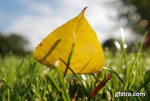 Collection of yellow leaf close-up image background is rain forest nature landscape 25 HQ Jpeg