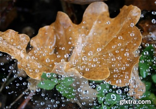 Collection of yellow leaf close-up image background is rain forest nature landscape 25 HQ Jpeg