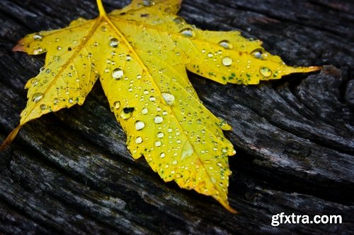 Collection of yellow leaf close-up image background is rain forest nature landscape 25 HQ Jpeg