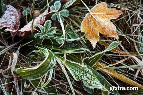 Collection of yellow leaf close-up image background is rain forest nature landscape 25 HQ Jpeg