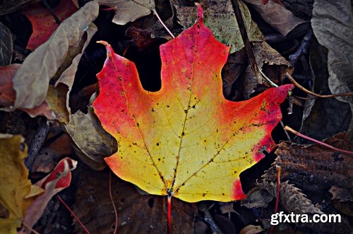 Collection of yellow leaf close-up image background is rain forest nature landscape 25 HQ Jpeg