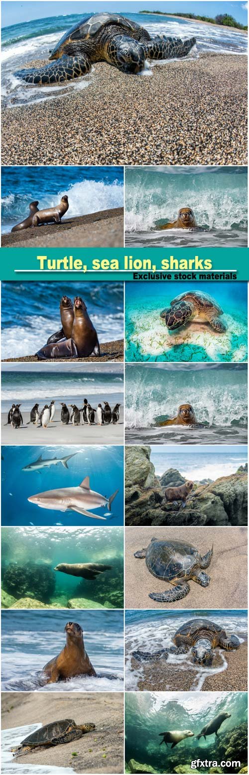 Green turtle white on sandy beach, sea lion, penguins, sharks