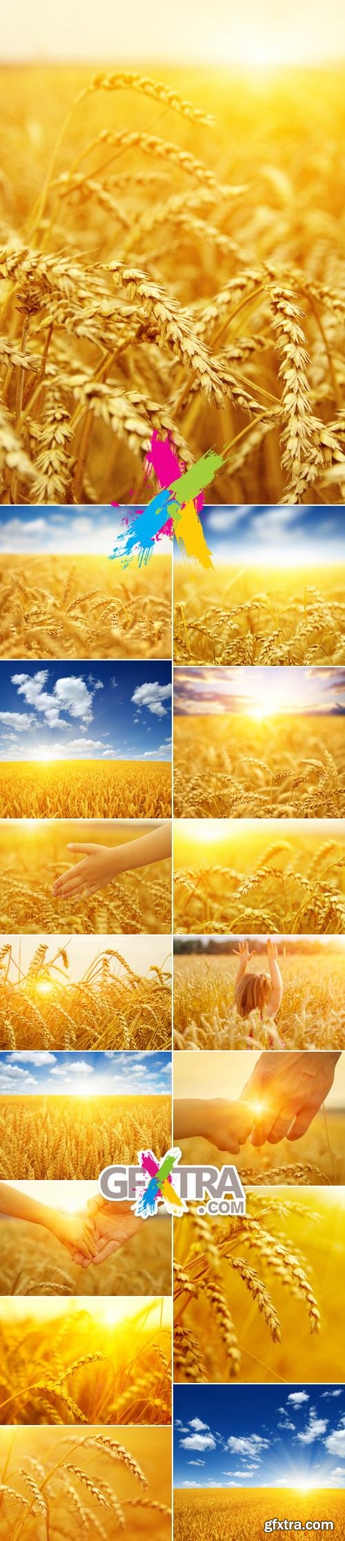 Stock Photo - Wheat Field. Wheat Ears