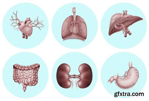 Structure and Human Organs - 30xEPS