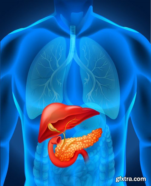 Structure and Human Organs - 30xEPS