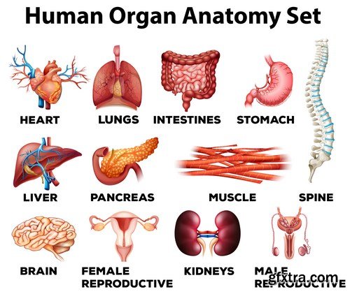 Structure and Human Organs - 30xEPS