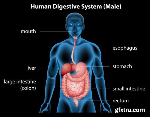 Structure and Human Organs - 30xEPS