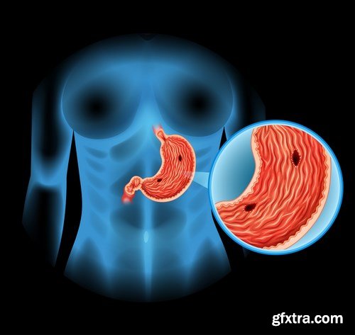 Structure and Human Organs - 30xEPS