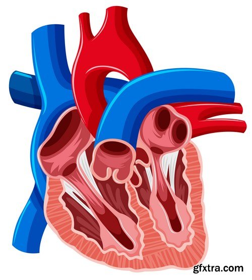 Structure and Human Organs - 30xEPS