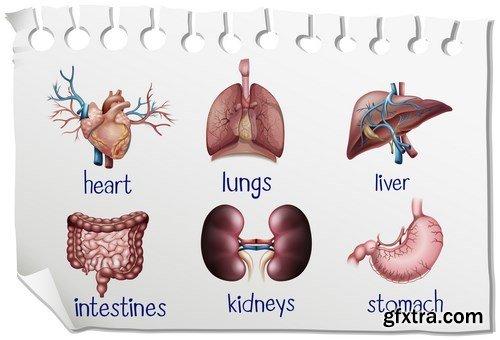 Structure and Human Organs - 30xEPS