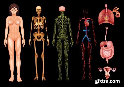 Structure and Human Organs - 30xEPS