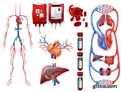 Structure and Human Organs - 30xEPS