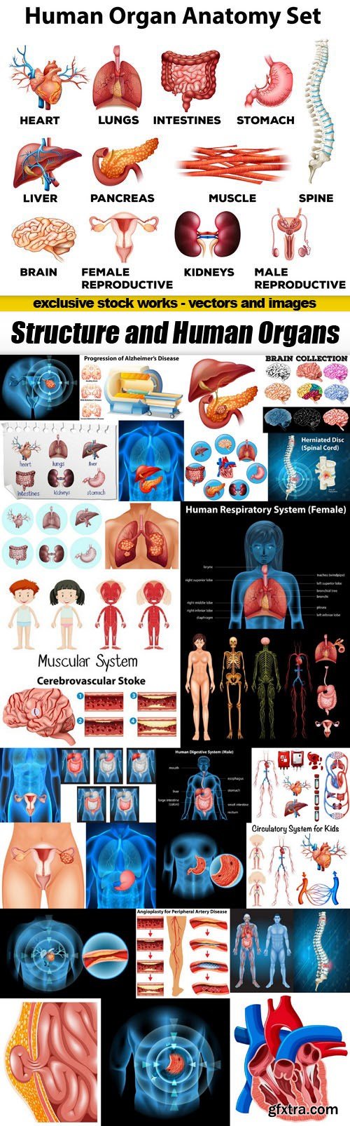 Structure and Human Organs - 30xEPS