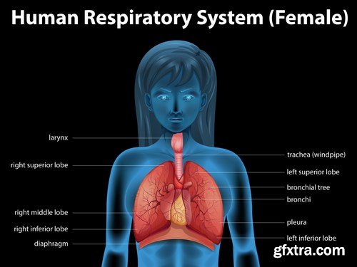 Structure and Human Organs - 30xEPS