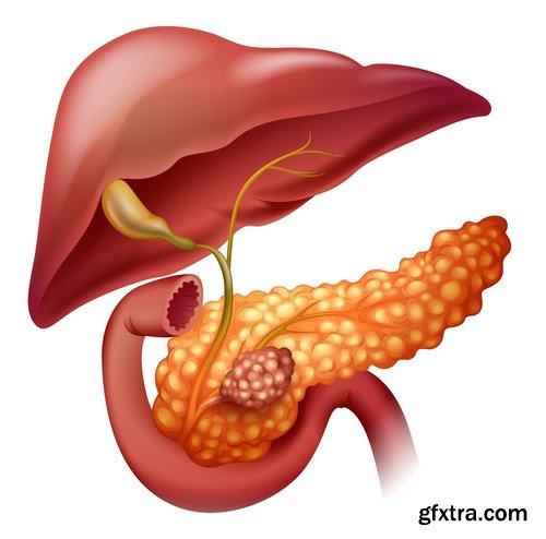 Structure and Human Organs - 30xEPS