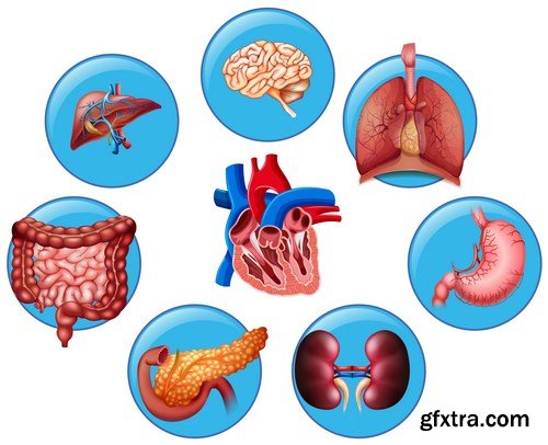 Structure and Human Organs - 30xEPS