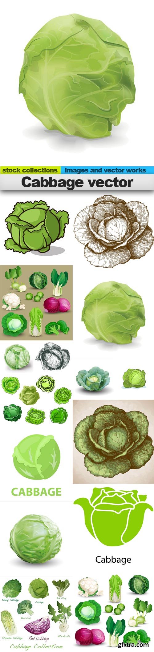 Cabbage vector, 15 x EPS