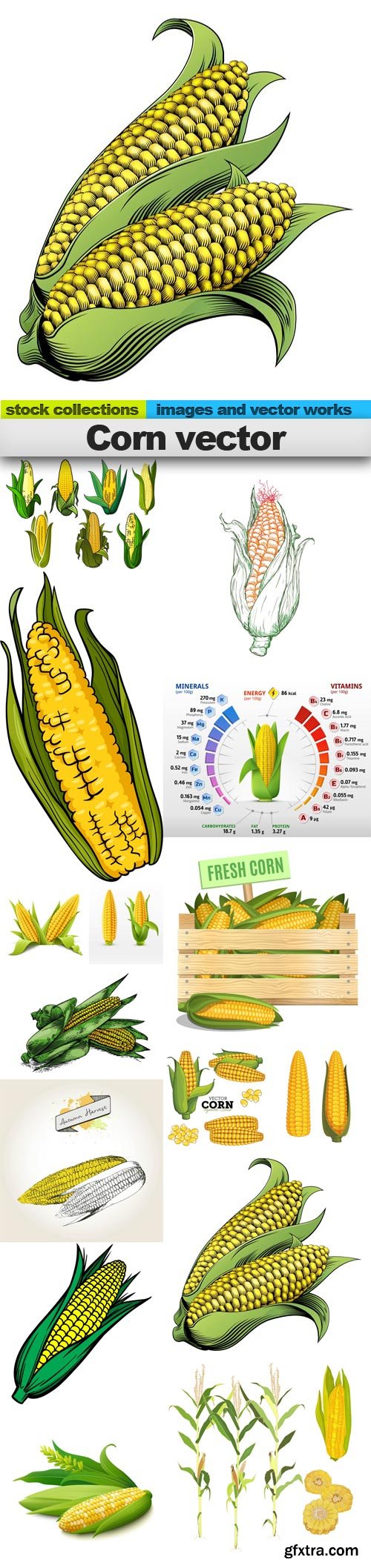 Corn vector, 15 x EPS