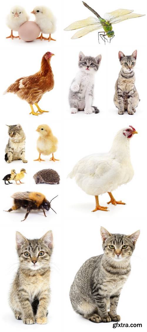 Animals Isolated